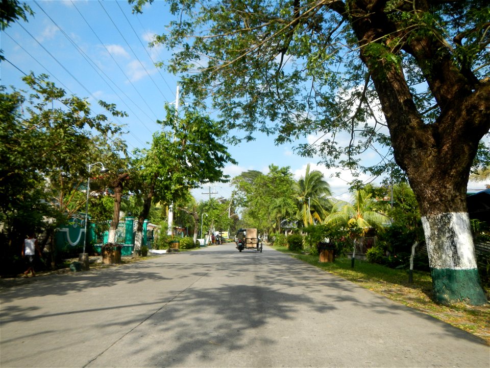 Cananga odorata ylang-ylang is Tagalog word ilang, meaning "wilderness", Capital of the Philippines, Anao, Tarlac, Cananga odorata decorating this Moncada-Anao, Tarlac Road (a world record so to speak