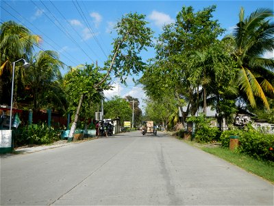 Cananga odorata ylang-ylang is Tagalog word ilang, meaning "wilderness", Capital of the Philippines, Anao, Tarlac, Cananga odorata decorating this Moncada-Anao, Tarlac Road (a world record so to speak