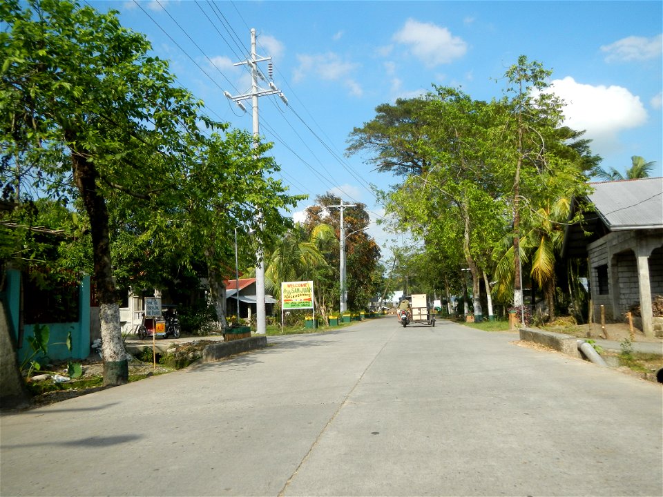 Cananga odorata ylang-ylang is Tagalog word ilang, meaning "wilderness", Capital of the Philippines, Anao, Tarlac, Cananga odorata decorating this Moncada-Anao, Tarlac Road (a world record so to speak