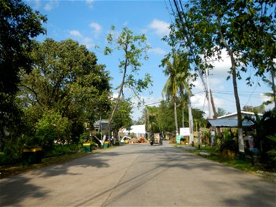 Cananga odorata ylang-ylang is Tagalog word ilang, meaning "wilderness", Capital of the Philippines, Anao, Tarlac, Cananga odorata decorating this Moncada-Anao, Tarlac Road (a world record so to speak