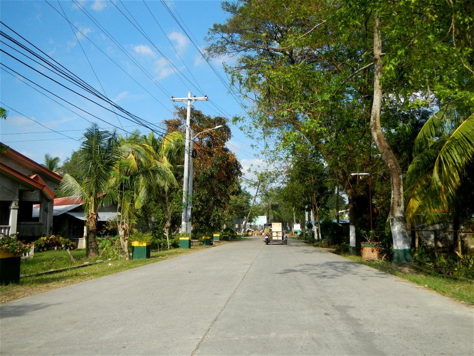 Cananga odorata ylang-ylang is Tagalog word ilang, meaning "wilderness", Capital of the Philippines, Anao, Tarlac, Cananga odorata decorating this Moncada-Anao, Tarlac Road (a world record so to speak