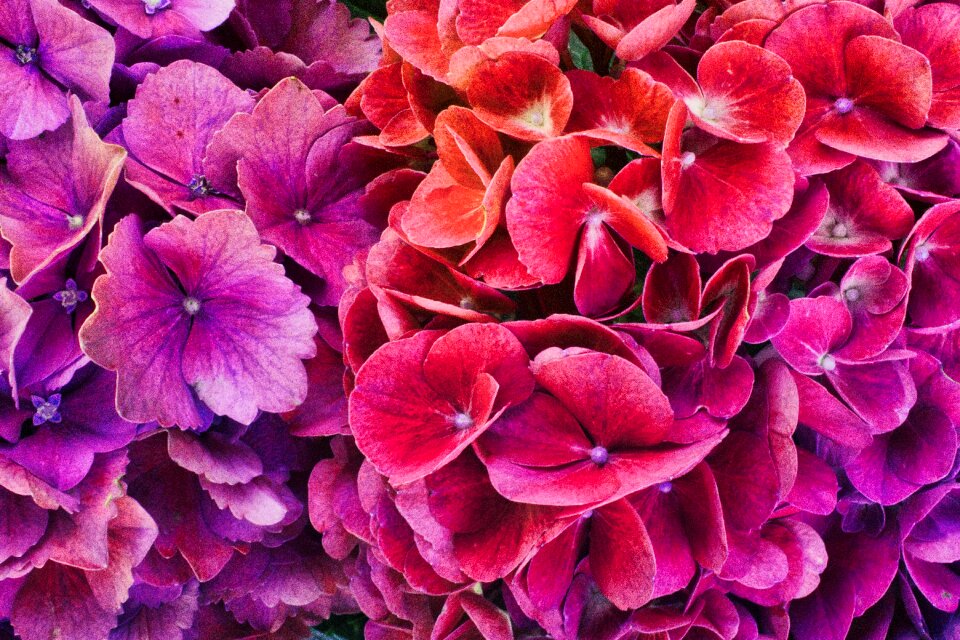 Background flowers close up