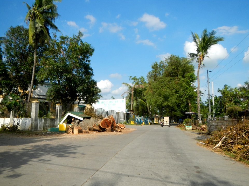 Cananga odorata ylang-ylang is Tagalog word ilang, meaning "wilderness", Capital of the Philippines, Anao, Tarlac, Cananga odorata decorating this Moncada-Anao, Tarlac Road (a world record so to speak