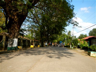 Cananga odorata ylang-ylang is Tagalog word ilang, meaning "wilderness", Capital of the Philippines, Anao, Tarlac, Cananga odorata decorating this Moncada-Anao, Tarlac Road (a world record so to speak