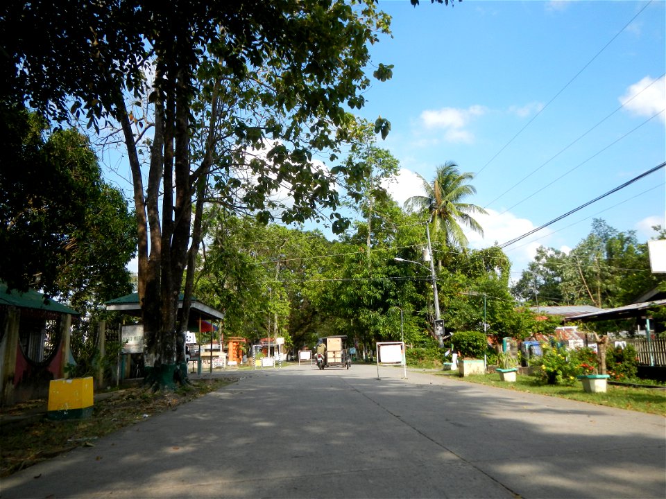 Cananga odorata ylang-ylang is Tagalog word ilang, meaning "wilderness", Capital of the Philippines, Anao, Tarlac, Cananga odorata decorating this Moncada-Anao, Tarlac Road (a world record so to speak