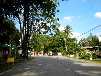Cananga odorata ylang-ylang is Tagalog word ilang, meaning "wilderness", Capital of the Philippines, Anao, Tarlac, Cananga odorata decorating this Moncada-Anao, Tarlac Road (a world record so to speak