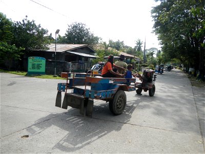 Cananga odorata ylang-ylang is Tagalog word ilang, meaning "wilderness", Capital of the Philippines, Anao, Tarlac, Cananga odorata decorating this Moncada-Anao, Tarlac Road (a world record so to speak