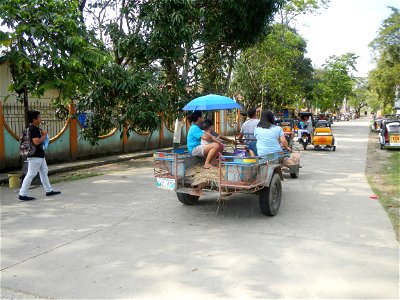Cananga odorata ylang-ylang is Tagalog word ilang, meaning "wilderness", Capital of the Philippines, Anao, Tarlac, Cananga odorata decorating this Moncada-Anao, Tarlac Road (a world record so to speak