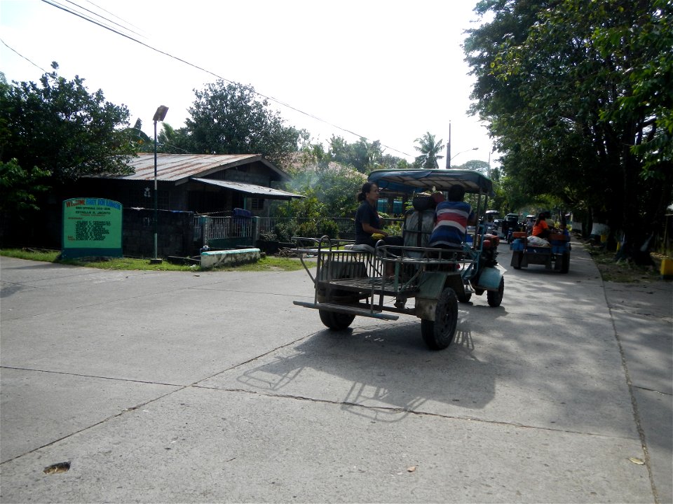 Cananga odorata ylang-ylang is Tagalog word ilang, meaning "wilderness", Capital of the Philippines, Anao, Tarlac, Cananga odorata decorating this Moncada-Anao, Tarlac Road (a world record so to speak