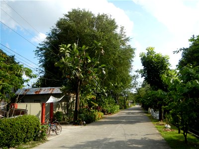 Anao, Tarlac Town Marker and Municipal Plaza, (in Barangay Poblacion, Anao, Tarlac, Tarlac Province, Cananga odorata ylang-ylang is Tagalog word ilang, meaning "wilderness", Capital of the Philippines