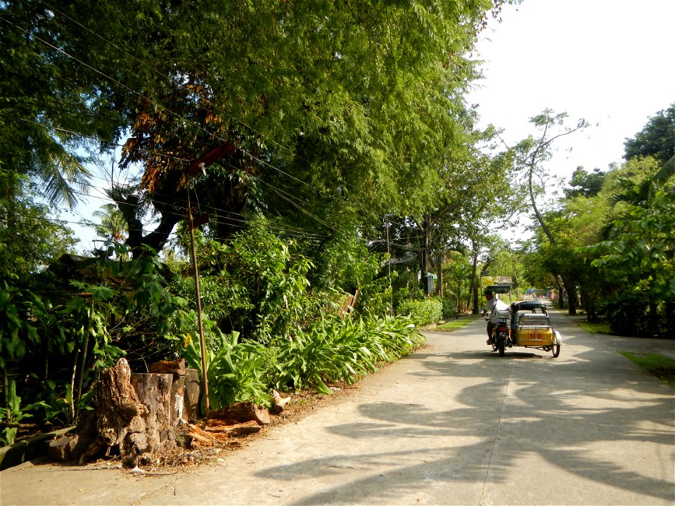 Anao, Tarlac Town Marker and Municipal Plaza, (in Barangay Poblacion, Anao, Tarlac, Tarlac Province, Cananga odorata ylang-ylang is Tagalog word ilang, meaning "wilderness", Capital of the Philippines