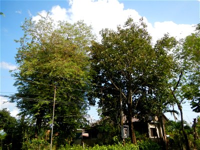 Anao, Tarlac Town Marker and Municipal Plaza, (in Barangay Poblacion, Anao, Tarlac, Tarlac Province, Cananga odorata ylang-ylang is Tagalog word ilang, meaning "wilderness", Capital of the Philippines