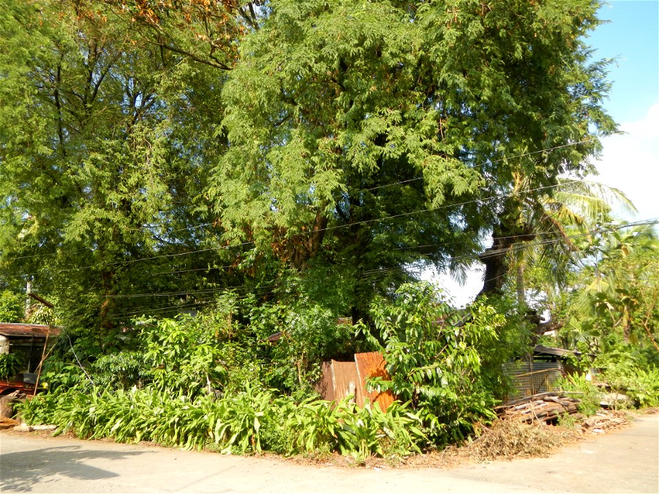 Anao, Tarlac Town Marker and Municipal Plaza, (in Barangay Poblacion, Anao, Tarlac, Tarlac Province, Cananga odorata ylang-ylang is Tagalog word ilang, meaning "wilderness", Capital of the Philippines