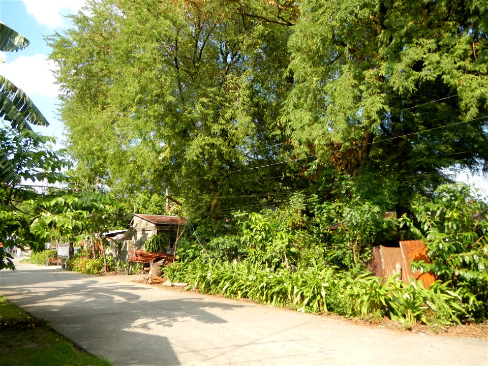 Anao, Tarlac Town Marker and Municipal Plaza, (in Barangay Poblacion, Anao, Tarlac, Tarlac Province, Cananga odorata ylang-ylang is Tagalog word ilang, meaning "wilderness", Capital of the Philippines