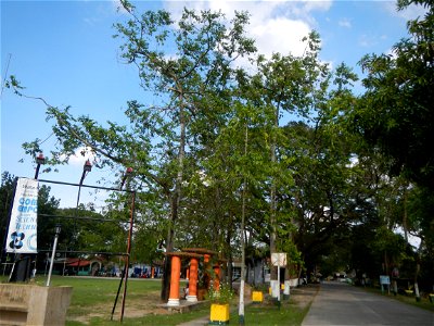Anao, Tarlac Town Marker and Municipal Plaza, (in Barangay Poblacion, Anao, Tarlac, Tarlac Province, Cananga odorata ylang-ylang is Tagalog word ilang, meaning "wilderness", Capital of the Philippines