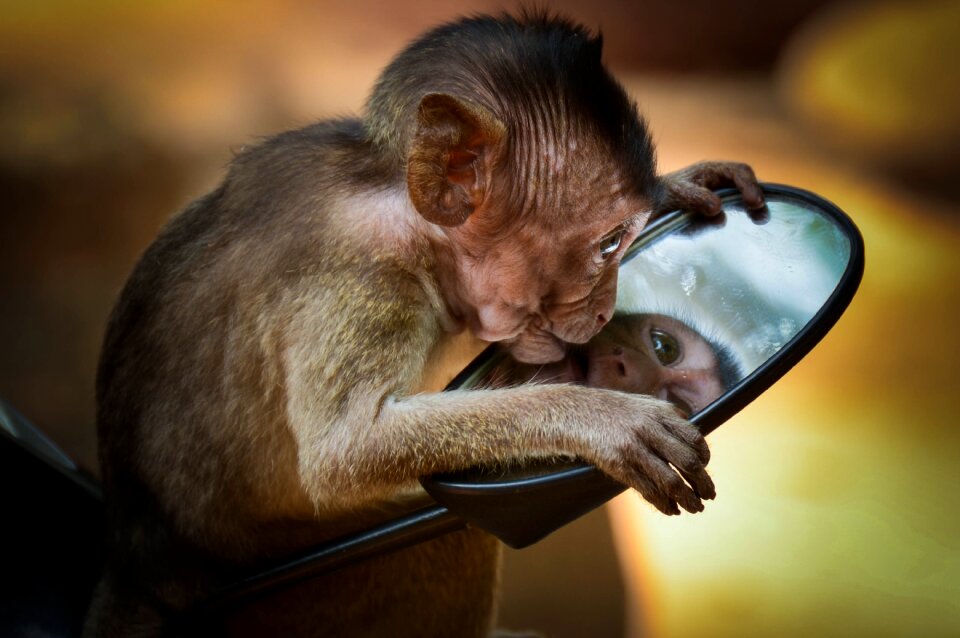 Mammals monkeys reflection