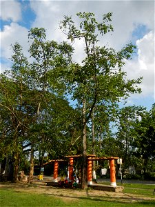 Anao, Tarlac Town Marker and Municipal Plaza, (in Barangay Poblacion, Anao, Tarlac, Tarlac Province, Cananga odorata ylang-ylang is Tagalog word ilang, meaning "wilderness", Capital of the Philippines