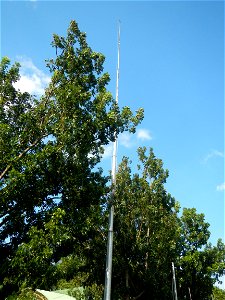 Anao, Tarlac Town Marker and Municipal Plaza, (in Barangay Poblacion, Anao, Tarlac, Tarlac Province, Cananga odorata ylang-ylang is Tagalog word ilang, meaning "wilderness", Capital of the Philippines