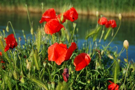 Poppy red flowers summer poppies photo