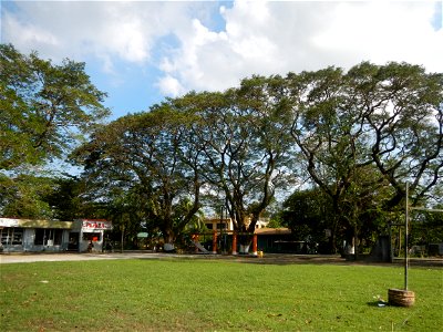 Anao, Tarlac Town Marker and Municipal Plaza, (in Barangay Poblacion, Anao, Tarlac, Tarlac Province, Cananga odorata ylang-ylang is Tagalog word ilang, meaning "wilderness", Capital of the Philippines