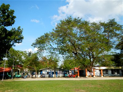 Anao, Tarlac Town Marker and Municipal Plaza, (in Barangay Poblacion, Anao, Tarlac, Tarlac Province, Cananga odorata ylang-ylang is Tagalog word ilang, meaning "wilderness", Capital of the Philippines