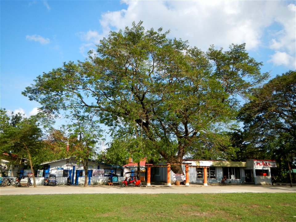 Anao, Tarlac Town Marker and Municipal Plaza, (in Barangay Poblacion, Anao, Tarlac, Tarlac Province, Cananga odorata ylang-ylang is Tagalog word ilang, meaning "wilderness", Capital of the Philippines