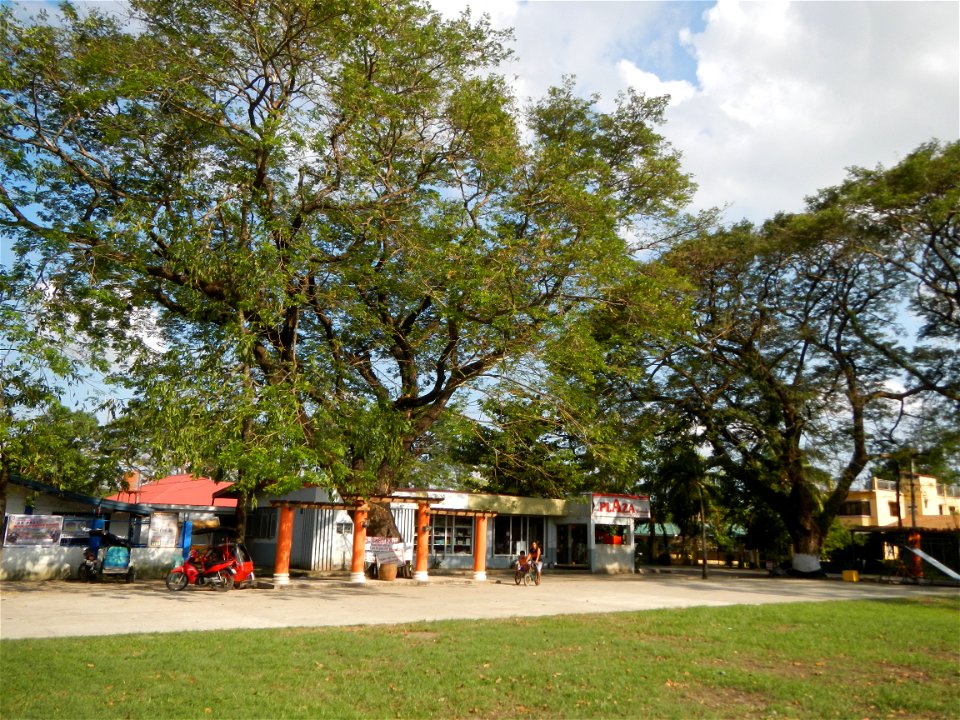 Anao, Tarlac Town Marker and Municipal Plaza, (in Barangay Poblacion, Anao, Tarlac, Tarlac Province, Cananga odorata ylang-ylang is Tagalog word ilang, meaning "wilderness", Capital of the Philippines
