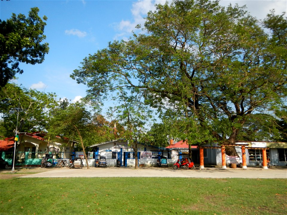 Anao, Tarlac Town Marker and Municipal Plaza, (in Barangay Poblacion, Anao, Tarlac, Tarlac Province, Cananga odorata ylang-ylang is Tagalog word ilang, meaning "wilderness", Capital of the Philippines