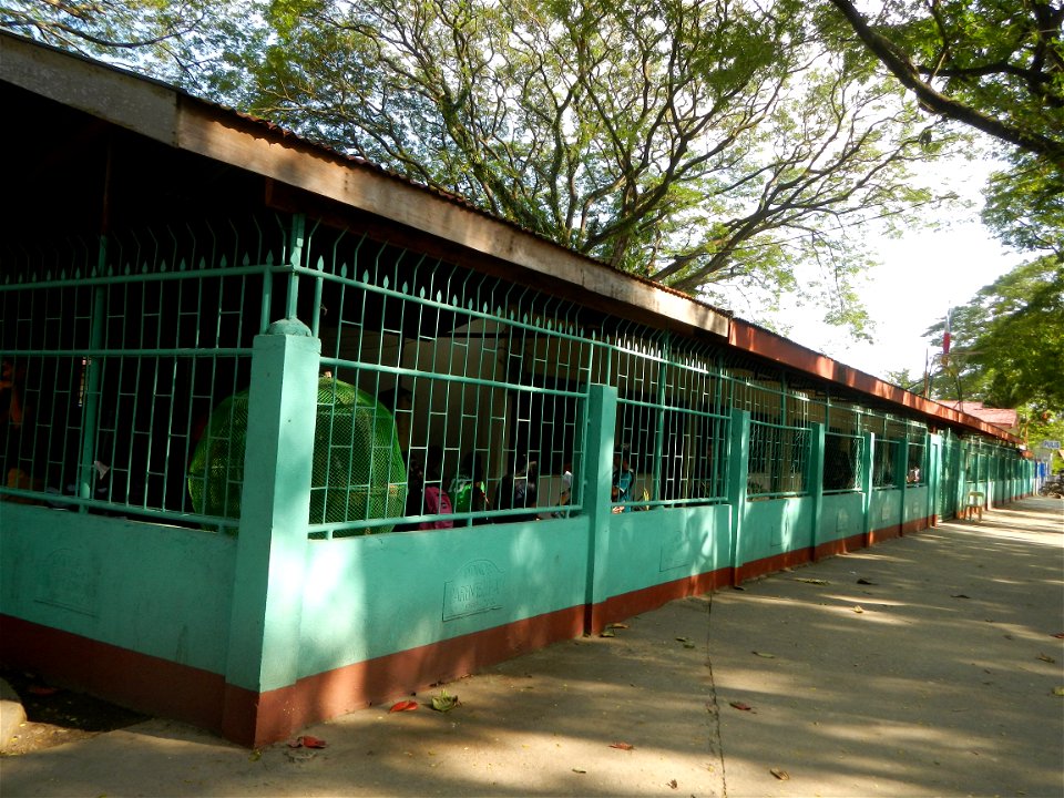 Anao, Tarlac Town Marker and Municipal Plaza, (in Barangay Poblacion, Anao, Tarlac, Tarlac Province, Cananga odorata ylang-ylang is Tagalog word ilang, meaning "wilderness", Capital of the Philippines