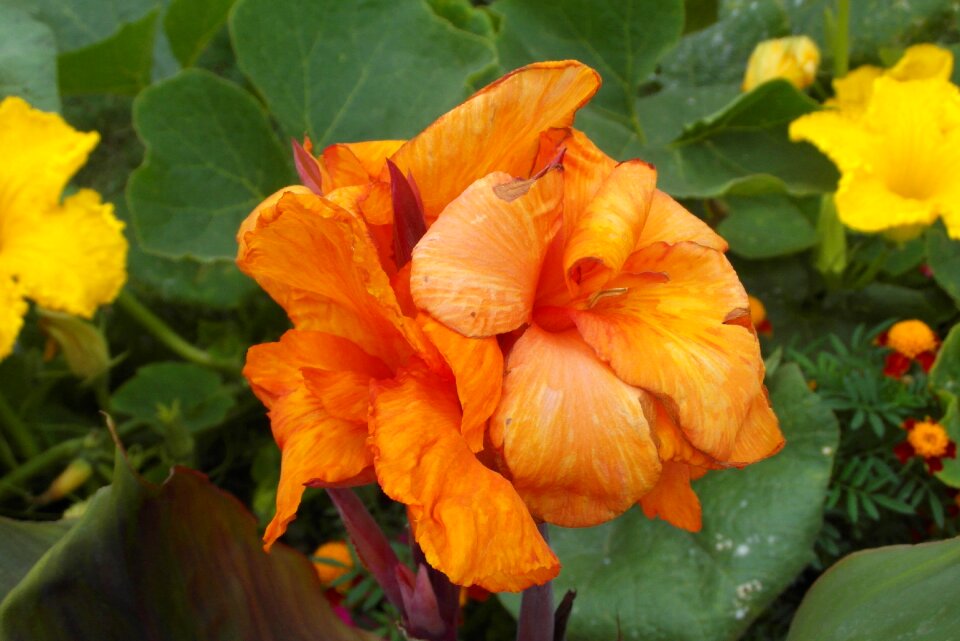 Flora plant garden