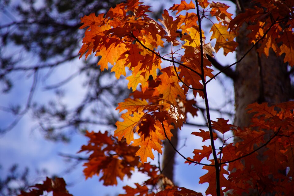 Forests tree foliage