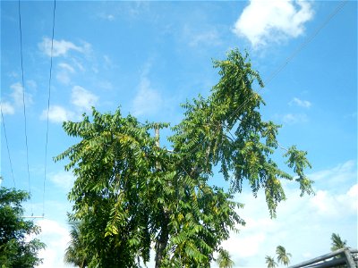 Pulong Dayap, Calauan, Laguna Masapang, Victoria, Laguna Maranatha Christian Academy - Pentecostal Missionary Church of Christ, Victoria Masapang Bridges I & II Calauan - Victoria Road Masapang Hi photo