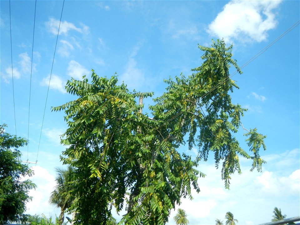 Pulong Dayap, Calauan, Laguna Masapang, Victoria, Laguna Maranatha Christian Academy - Pentecostal Missionary Church of Christ, Victoria Masapang Bridges I & II Calauan - Victoria Road Masapang Hi