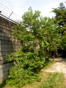 Atis (fruit) Bayabas Guava (Philippines) Gramineae Tanglad Cymbopogon citratus (DC.) Stapf Xiang mao Lemon grass or Cymbopogon citratus Malolos Historic Town Center and Heritage District of Barangay S photo