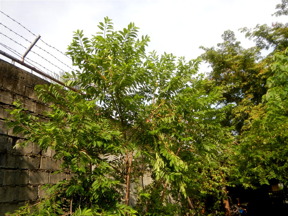 Atis (fruit) Bayabas Guava (Philippines) Gramineae Tanglad Cymbopogon citratus (DC.) Stapf Xiang mao Lemon grass or Cymbopogon citratus Malolos Historic Town Center and Heritage District of Barangay S