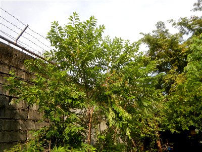 Atis (fruit) Bayabas Guava (Philippines) Gramineae Tanglad Cymbopogon citratus (DC.) Stapf Xiang mao Lemon grass or Cymbopogon citratus Malolos Historic Town Center and Heritage District of Barangay S