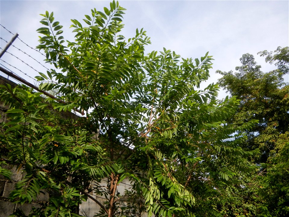Atis (fruit) Bayabas Guava (Philippines) Gramineae Tanglad Cymbopogon citratus (DC.) Stapf Xiang mao Lemon grass or Cymbopogon citratus Malolos Historic Town Center and Heritage District of Barangay S