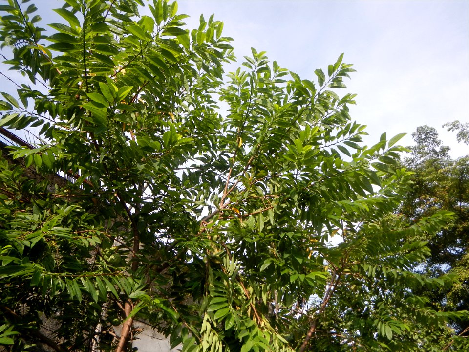 Atis (fruit) Bayabas Guava (Philippines) Gramineae Tanglad Cymbopogon citratus (DC.) Stapf Xiang mao Lemon grass or Cymbopogon citratus Malolos Historic Town Center and Heritage District of Barangay S