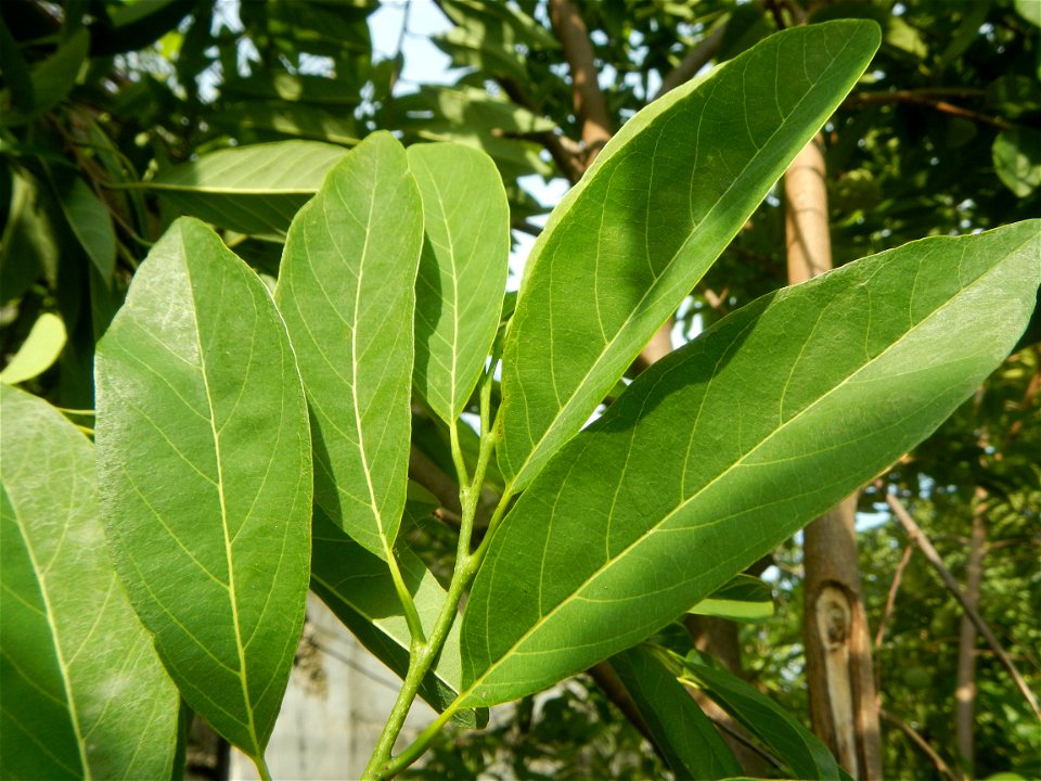 Atis (fruit) Bayabas Guava (Philippines) Gramineae Tanglad Cymbopogon citratus (DC.) Stapf Xiang mao Lemon grass or Cymbopogon citratus Malolos Historic Town Center and Heritage District of Barangay S