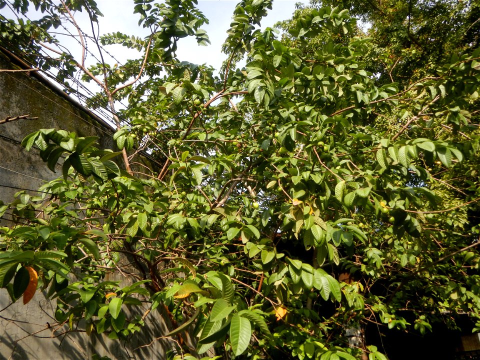 Atis (fruit) Bayabas Guava (Philippines) Gramineae Tanglad Cymbopogon citratus (DC.) Stapf Xiang mao Lemon grass or Cymbopogon citratus Malolos Historic Town Center and Heritage District of Barangay S