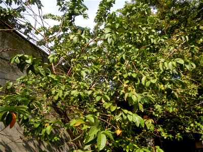 Atis (fruit) Bayabas Guava (Philippines) Gramineae Tanglad Cymbopogon citratus (DC.) Stapf Xiang mao Lemon grass or Cymbopogon citratus Malolos Historic Town Center and Heritage District of Barangay S