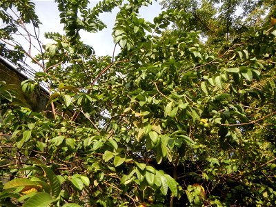 Atis (fruit) Bayabas Guava (Philippines) Gramineae Tanglad Cymbopogon citratus (DC.) Stapf Xiang mao Lemon grass or Cymbopogon citratus Malolos Historic Town Center and Heritage District of Barangay S