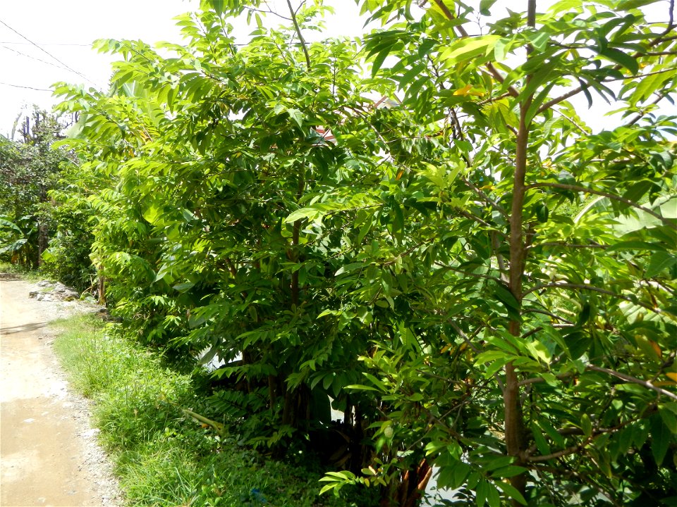 Purok or Village 5 is surrounded by Irrigation Creek, Atis Annona squamosa custard apple, atimoya, sweetsop, o sugar apple and Banana plantations, in Barangay Balite, San Miguel, Bulacan, 
along the P