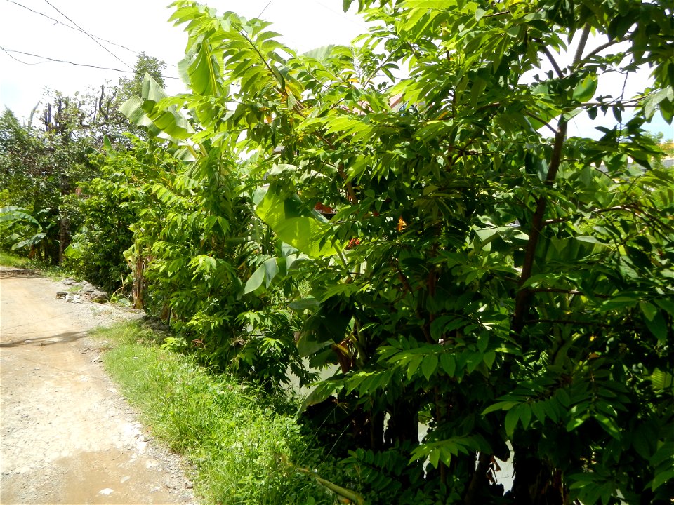 Purok or Village 5 is surrounded by Irrigation Creek, Atis Annona squamosa custard apple, atimoya, sweetsop, o sugar apple and Banana plantations, in Barangay Balite, San Miguel, Bulacan, 
along the P