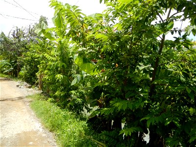 Purok or Village 5 is surrounded by Irrigation Creek, Atis Annona squamosa custard apple, atimoya, sweetsop, o sugar apple and Banana plantations, in Barangay Balite, San Miguel, Bulacan, along the P photo