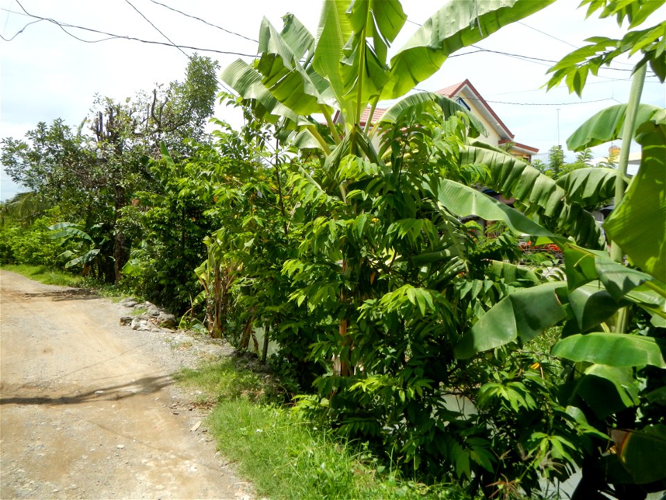 Purok or Village 5 is surrounded by Irrigation Creek, Atis Annona squamosa custard apple, atimoya, sweetsop, o sugar apple and Banana plantations, in Barangay Balite, San Miguel, Bulacan, 
along the P