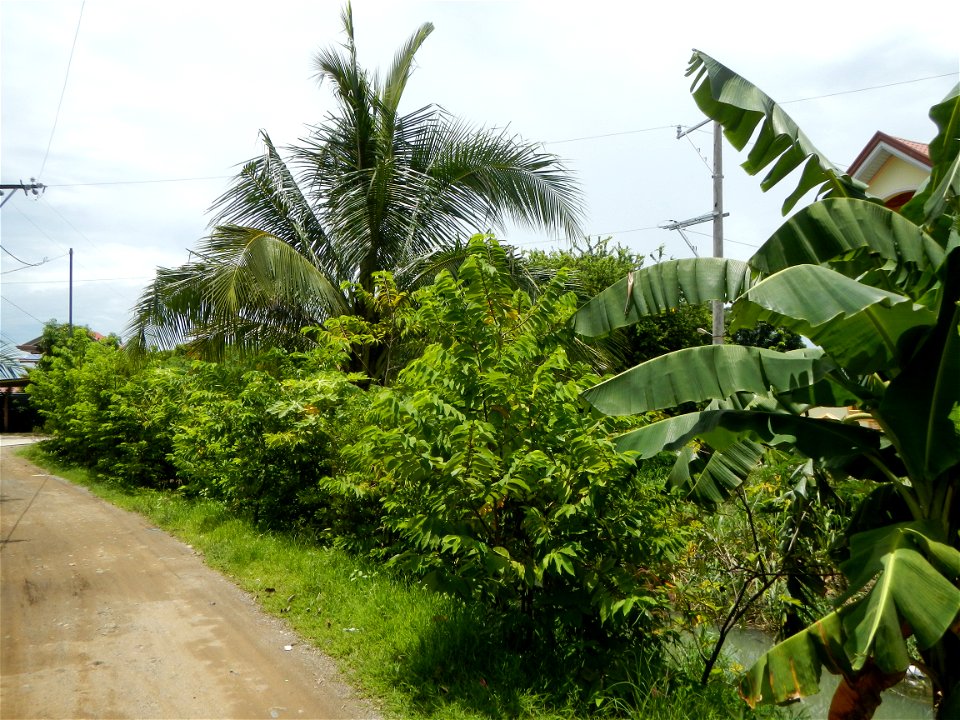 Purok or Village 5 is surrounded by Irrigation Creek, Atis Annona squamosa custard apple, atimoya, sweetsop, o sugar apple and Banana plantations, in Barangay Balite, San Miguel, Bulacan, 
along the P