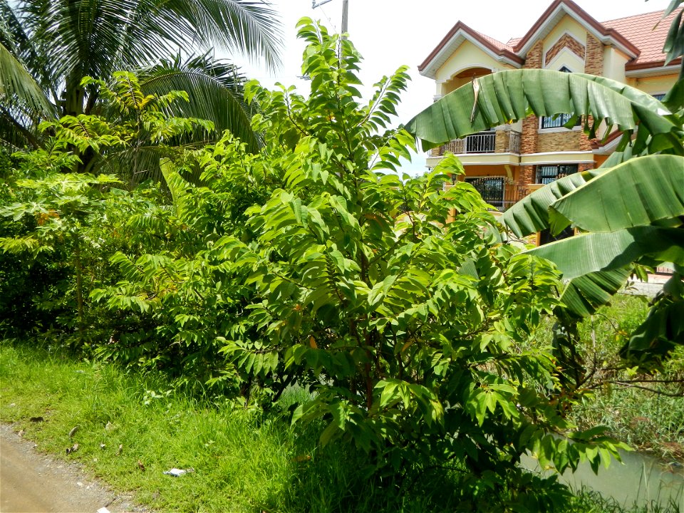 Purok or Village 5 is surrounded by Irrigation Creek, Atis Annona squamosa custard apple, atimoya, sweetsop, o sugar apple and Banana plantations, in Barangay Balite, San Miguel, Bulacan, 
along the P