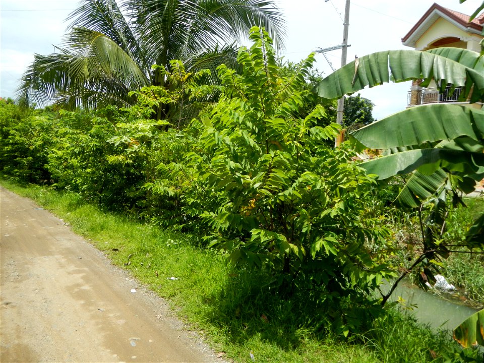 Purok or Village 5 is surrounded by Irrigation Creek, Atis Annona squamosa custard apple, atimoya, sweetsop, o sugar apple and Banana plantations, in Barangay Balite, San Miguel, Bulacan, 
along the P
