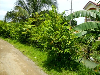 Purok or Village 5 is surrounded by Irrigation Creek, Atis Annona squamosa custard apple, atimoya, sweetsop, o sugar apple and Banana plantations, in Barangay Balite, San Miguel, Bulacan, 
along the P